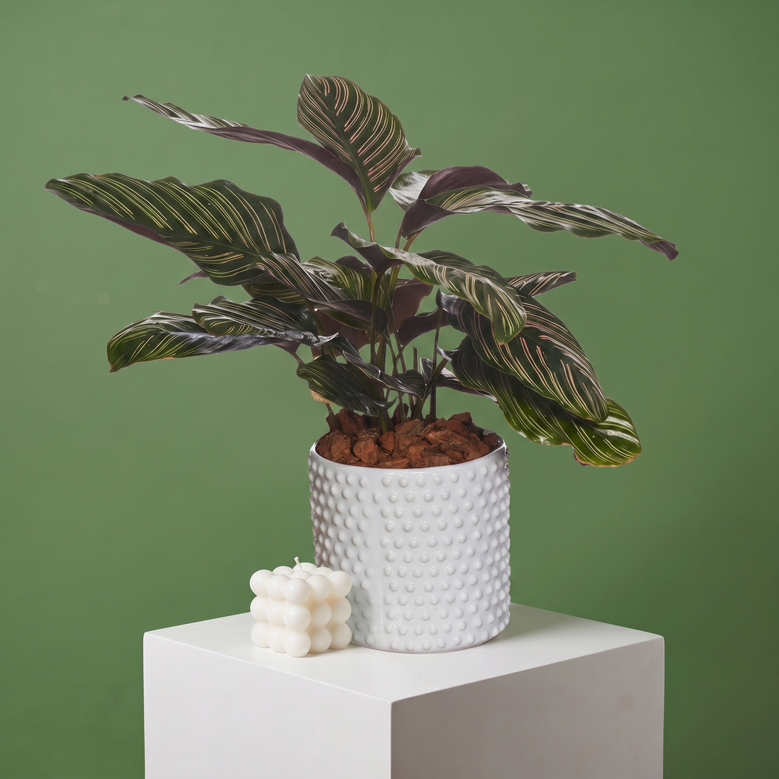 Calathea Ornata
