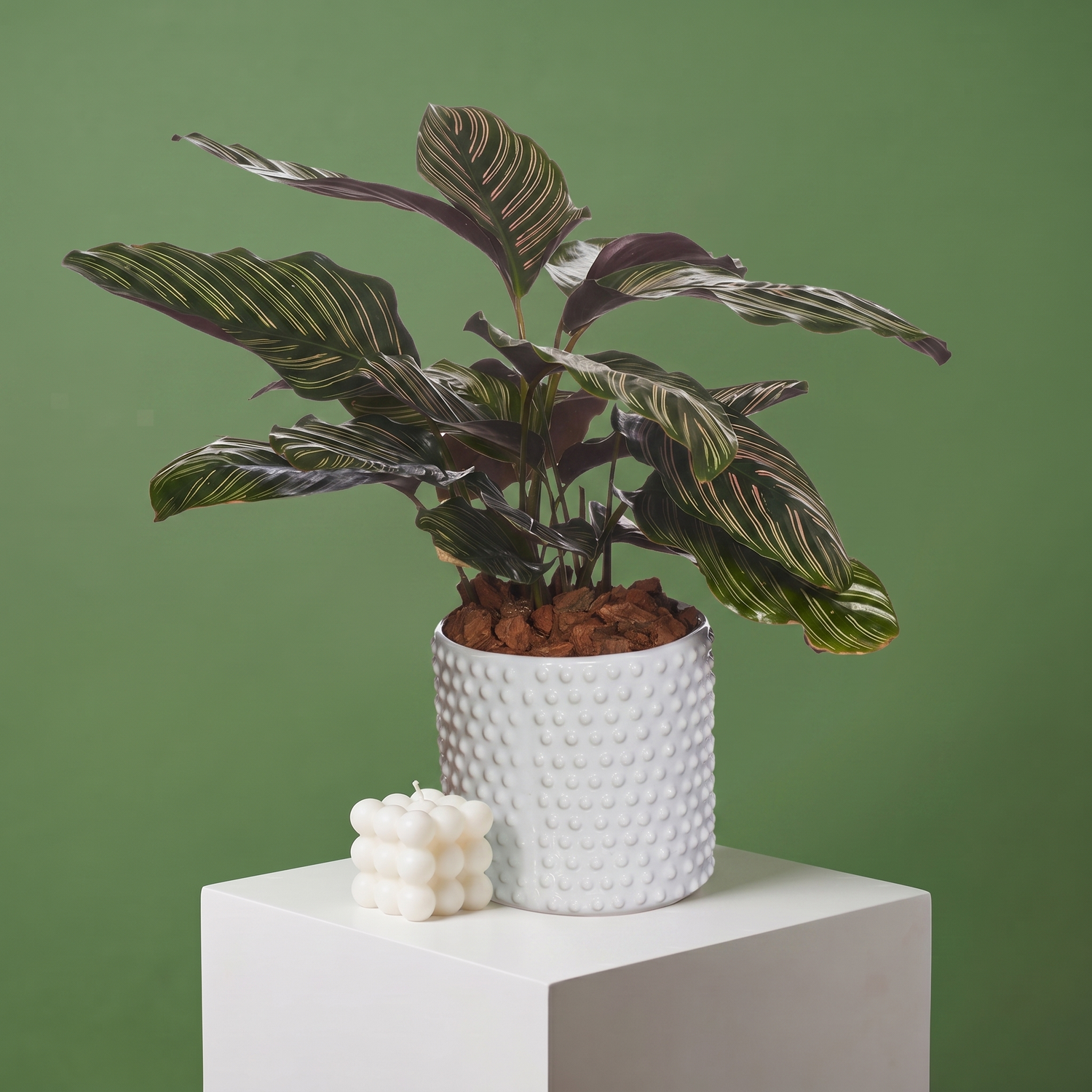 Calathea Ornata