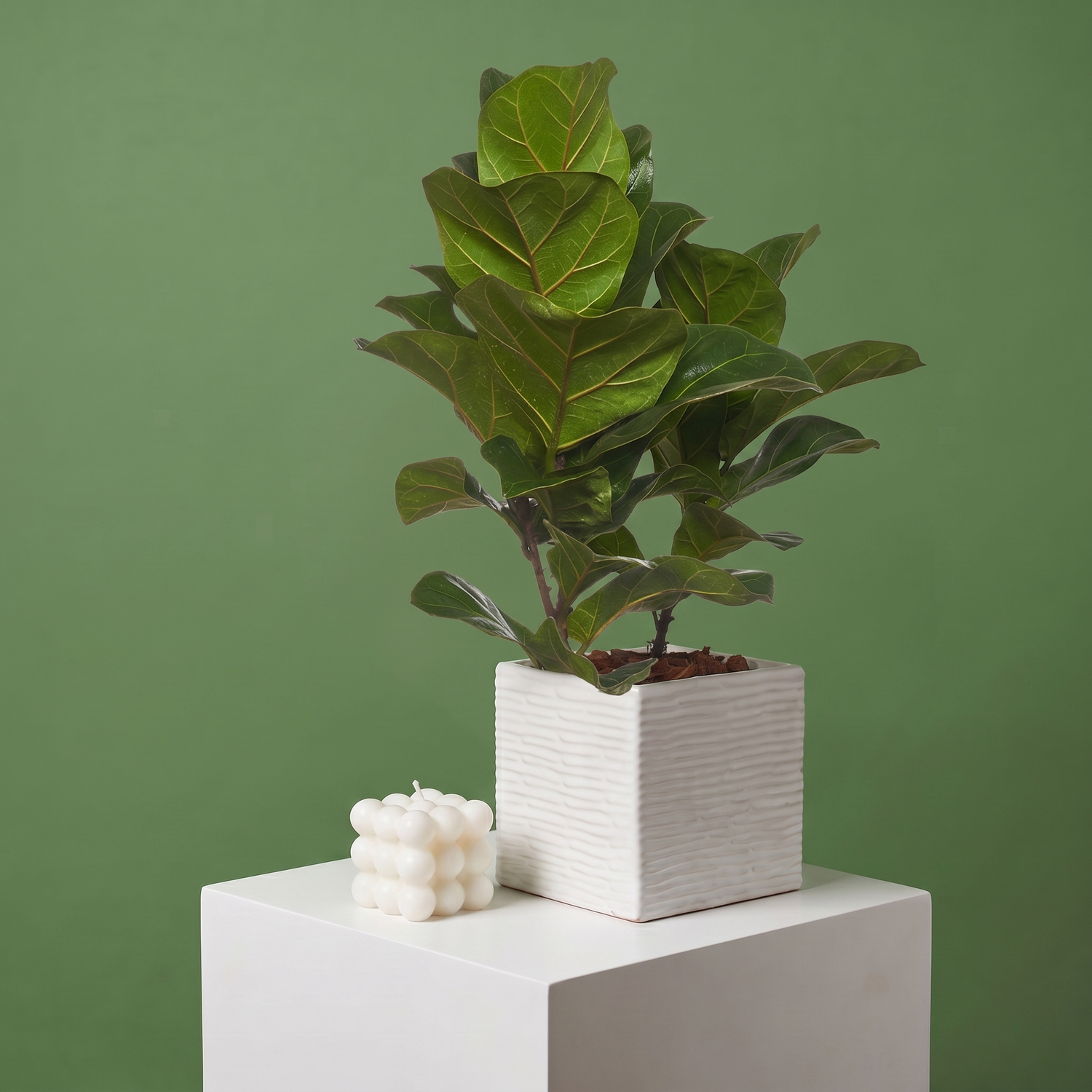 Ficus Pandurata