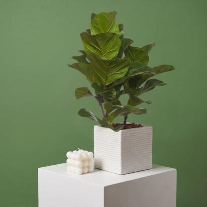 Ficus Pandurata