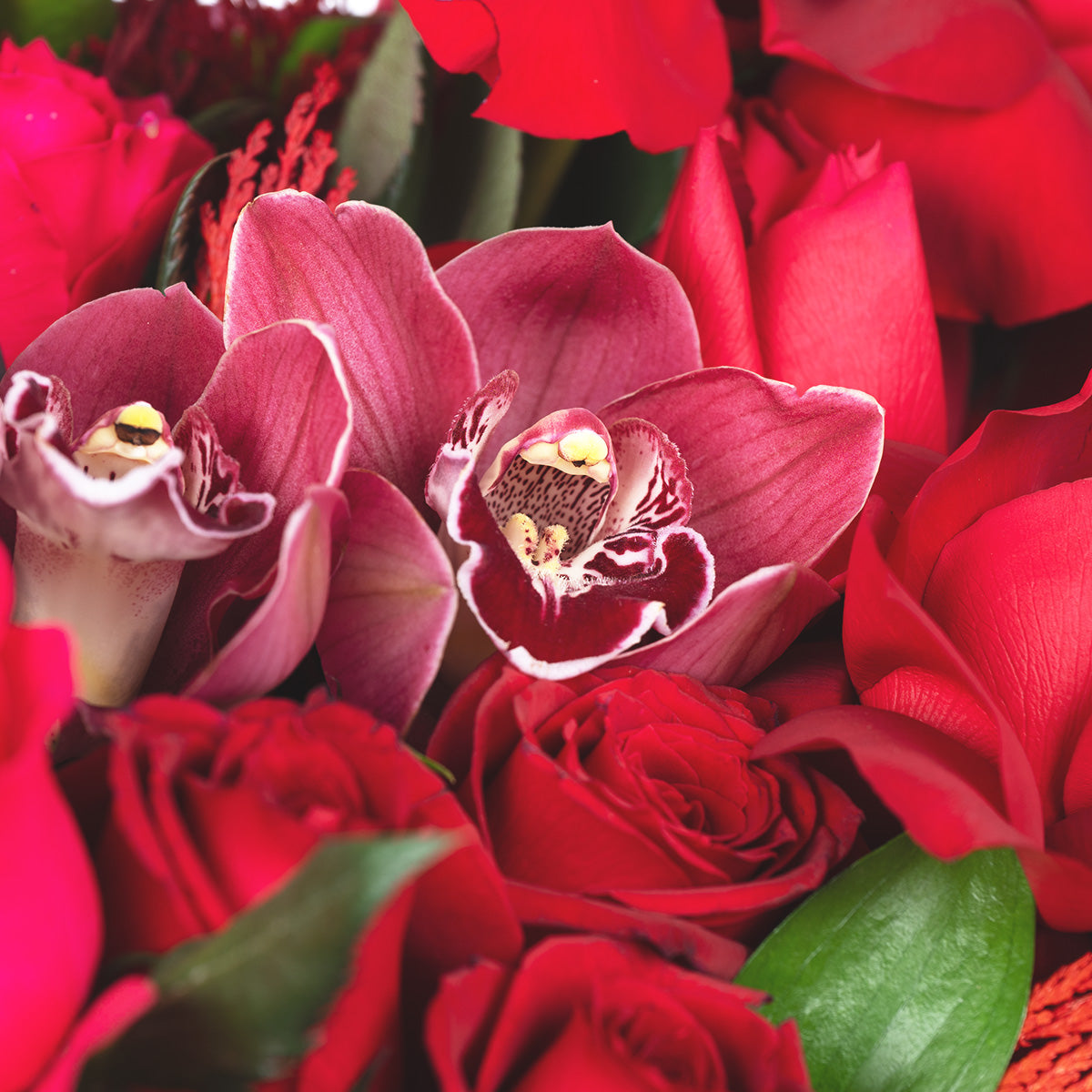 Pasión de rosas
