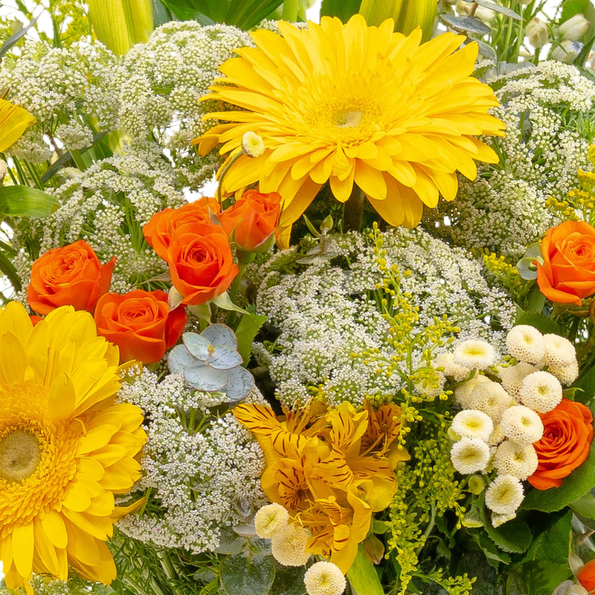 Gerberas