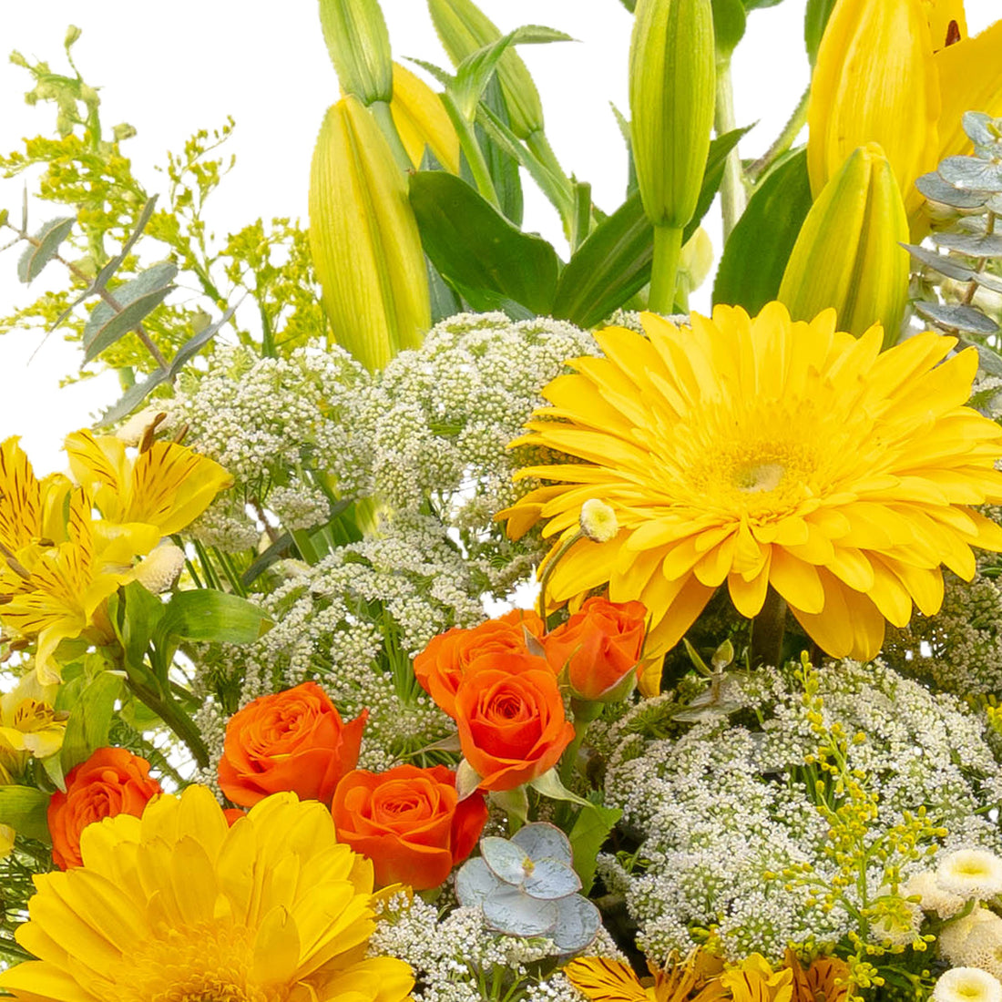 Gerberas