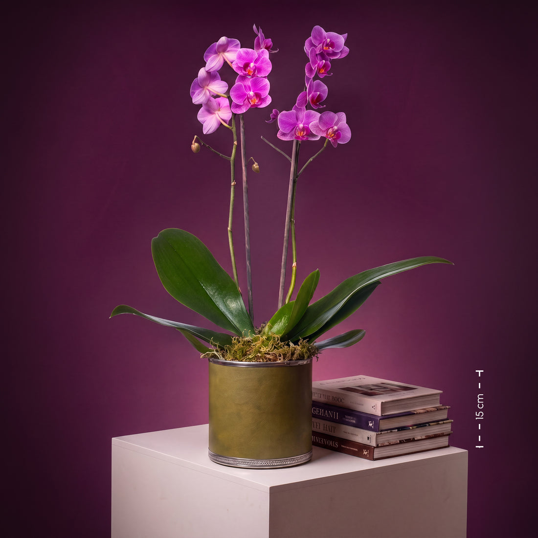 Mini Orquídeas