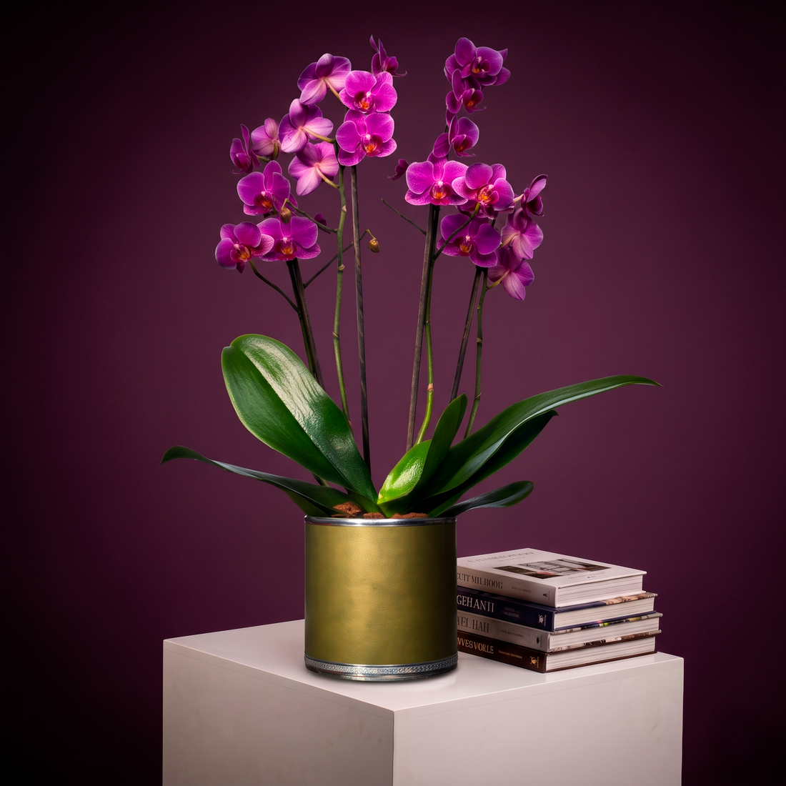 Mini Orquídeas