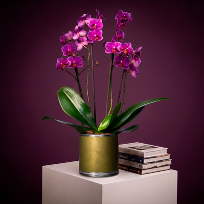 Mini Orquídeas