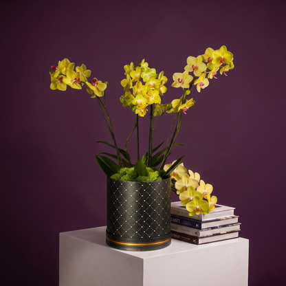 Orquidea  Amarilla