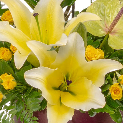 Orquidea en caja