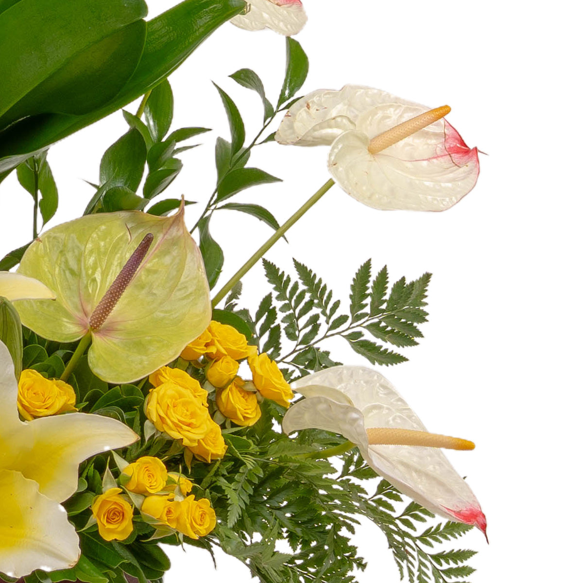 Orquidea y Wisky