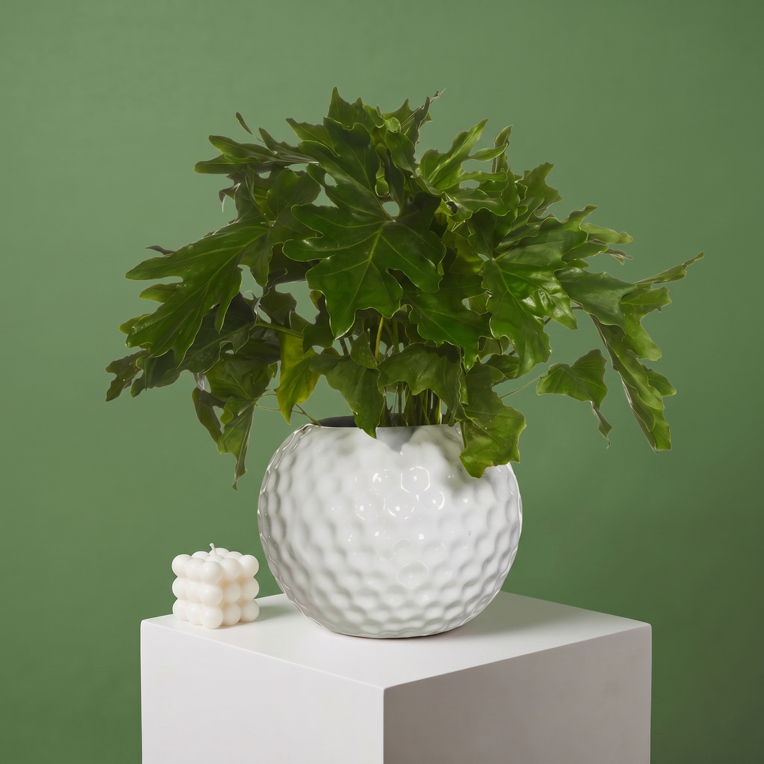Philodendron Xanadú