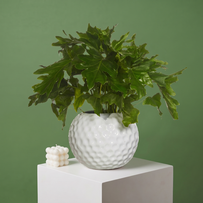 Philodendron Xanadú