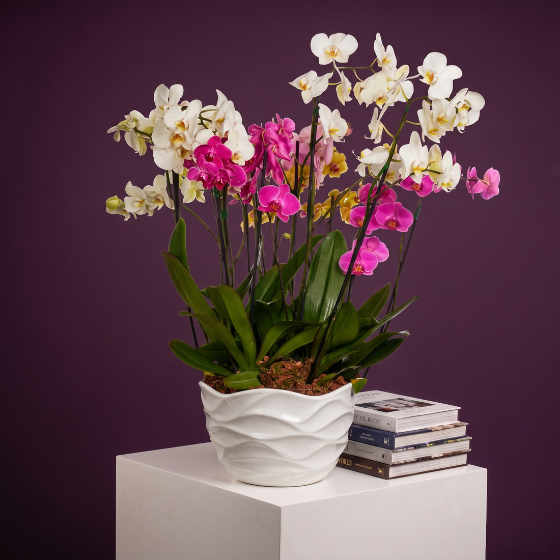 Planta Orquídeas Jumbo