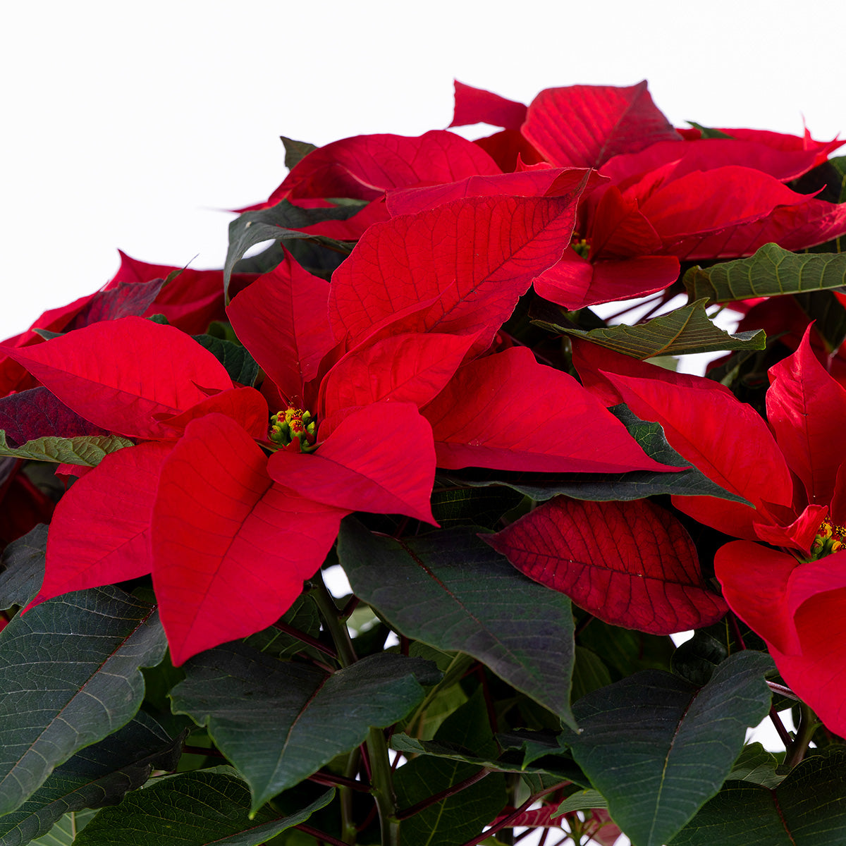 Nochebuena Grande con base