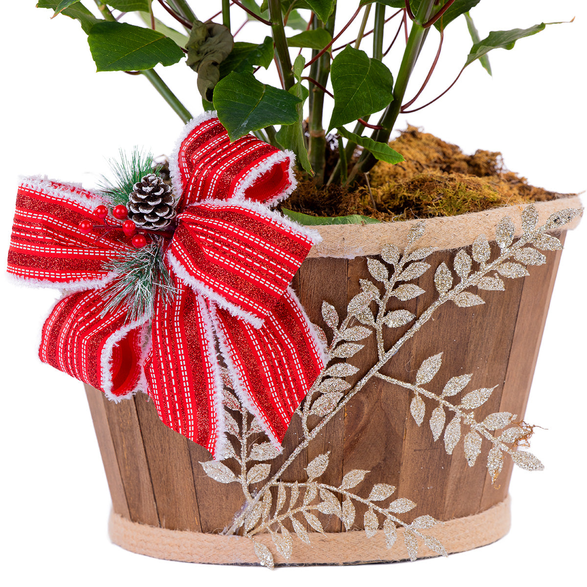 Nochebuena Grande con base