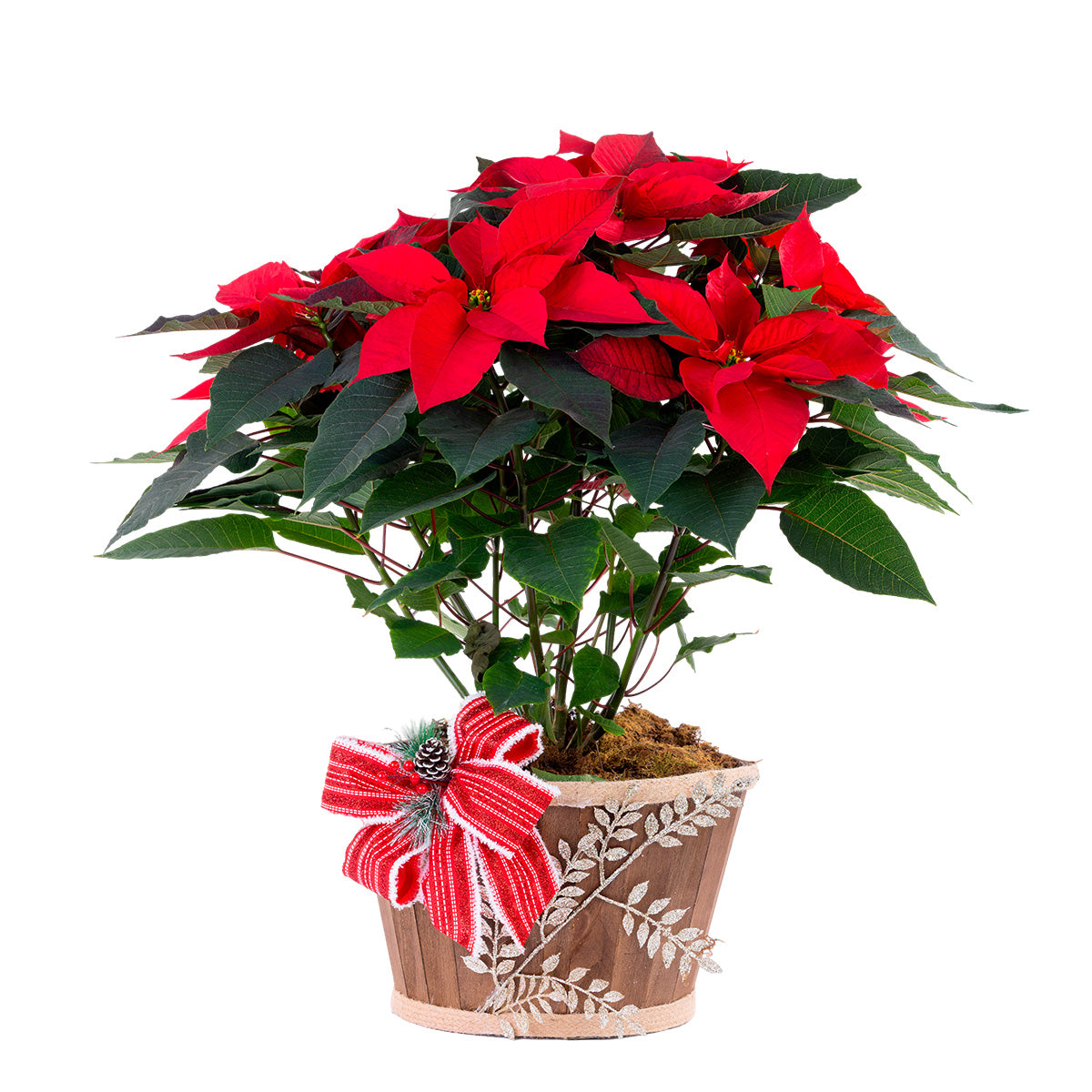 Nochebuena Grande con base