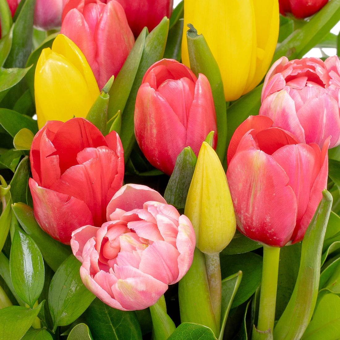 Tulipanes de colores