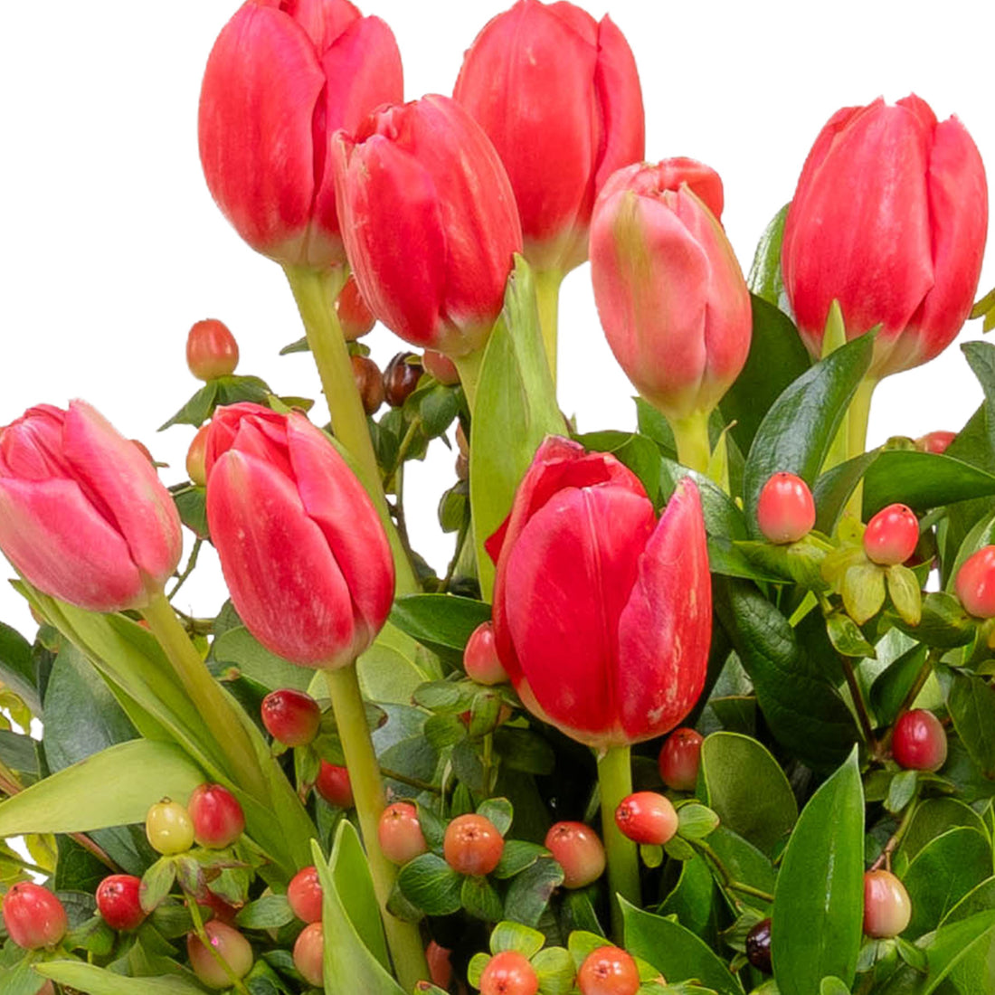 Tulipanes en un solo color